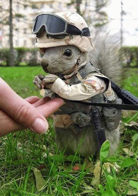 captain_squirrel.jpg